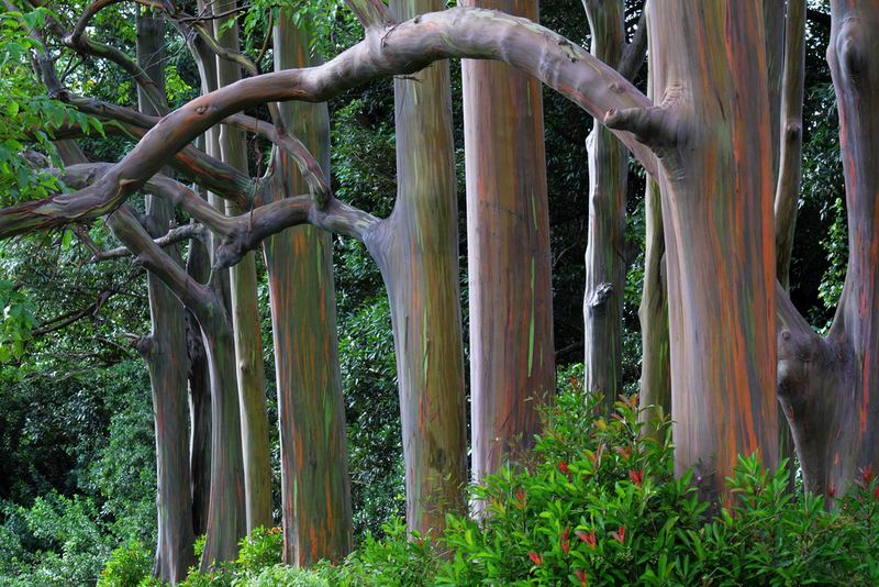 Illustration for article titled These Eucalyptus Trees Look Like They Are Made Of Crayons